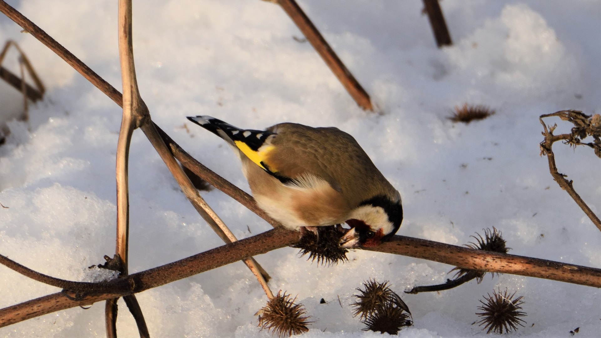 European Goldfinch
